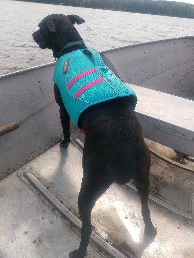 Tripawd life jacket