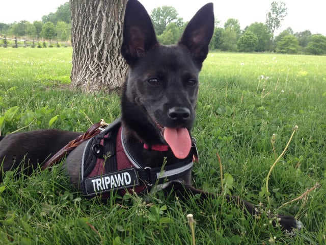 Tripawd dog harness sale