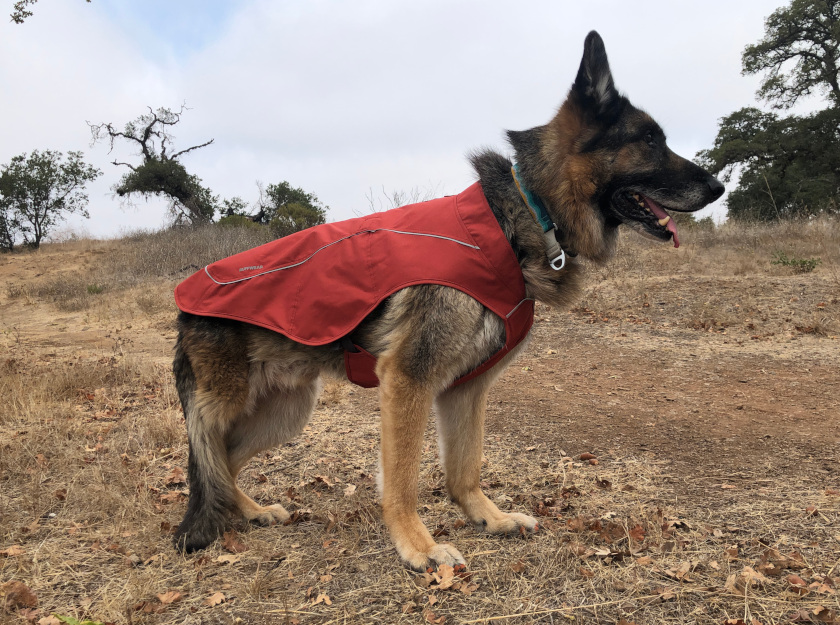 Best Tripawd winter dog jacket