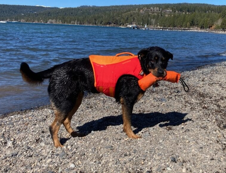 Tripawd dog life jacket