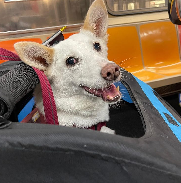 Tripawd dog Nora stroller subway ride