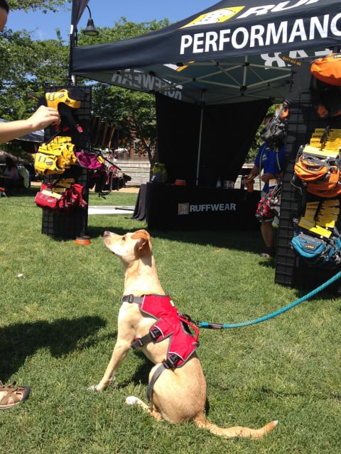 Tripawd, Ruffwear, Harness, Webmaster