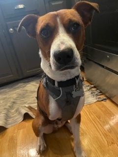 3 legged dog harness