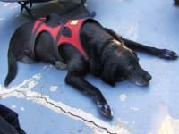 Ruff Wear harness helps rear leg dog amputee Sami
