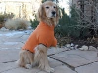 Shasta keeps warm with Ruff Wear Clmate Changer Dog Sweater