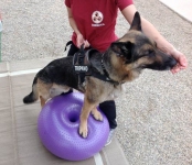 FitPAWS Trax Donut Dog Exercise Ball