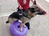 FitPAWS Trax Donut Dog Exercise Ball