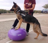 FitPAWS Trax Donut Dog Exercise Ball