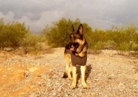 Ruffwear Cloud Chaser Dog Coat