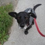 Ken models the Webmaster harness