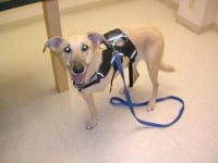 Ruff Wear Harness Helps Three-Legged Dog Uschi