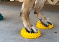 FitPAWS Paw Pods