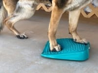 FitPAWS Balance Ramp