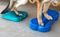 FitPAWS Balance Ramp and FitBONE