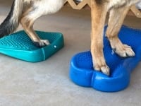 FitPAWS Balance Ramp and FitBONE