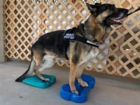 FitPAWS Balance Ramp and FitBONE