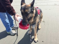 Wyatt drinks from Water Rover pet bowl