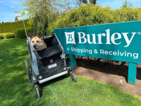Burley is the Best Tripawd Dog Stroller