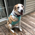 Cooper Tries Ruffwear Swamp Cooler Harness