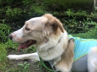 Eileen Tries Swamp Cooler Dog Cooling Vest