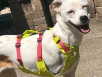 Penny Tries Flagline Harness