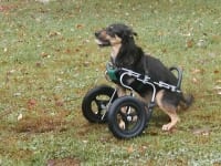 EddiesWheels Forelimb Amputee Dog Wheelchair Front Wheel Cart