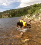 Wyatt Swims Crystal Lake in Ruffwear K9 Float Coat