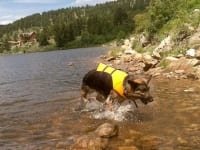 Wyatt Swims Crystal Lake in Ruffwear K9 Float Coat