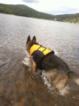 Wyatt Swims Crystal Lake in Ruffwear K9 Float Coat