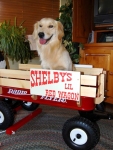 Three Legged Dog Shelby in her Wagon