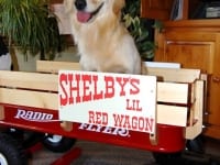 Three Legged Dog Shelby in her Wagon