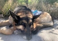 Ruffwear Swamp Cooler Keeps Hot Wyatt Cool