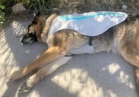 Ruffwear Swamp Cooler Keeps Hot Wyatt Cool
