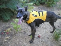Rile Ray in Ruff Wear Float Coat Life Jacket for Dogs