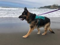 Ruffwear Flagline Harness