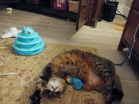 Yum Yum Cat Brain Game