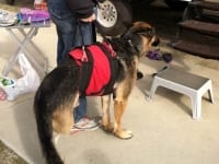 AST Custom Pet Support Suit Best Harness for Recovery