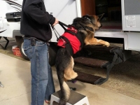 AST Custom Pet Support Suit Best Harness for Recovery