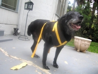Sami Models an Auto Safety Harness from WatsonsPets.com