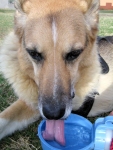 Jerry drinks from his Water Rover pet bottle with bowl on walks.