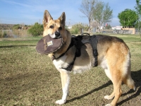 Jerry loves to play dog Frisbee with his Saucer Tosser soft flying disc