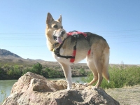 New Webmaster Harness from Ruffwear