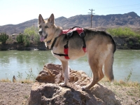 New Webmaster Harness from Ruffwear