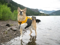 K9 Float Coat Dog Life Preserver