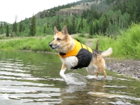 K9 Float Coat Dog Life Preserver helps three legged dogs swim