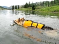 K9 Float Coat Dog Life Preserver helps three legged dogs swim