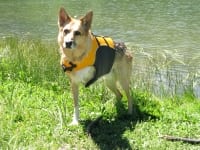 K9 Float Coat Dog Life Preserver
