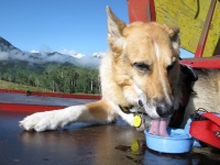 Jerry drinks from Water Rover portable pet bottle on Vickers hay stacker