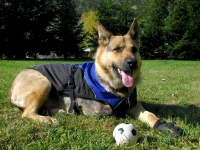 Rocco models Ruff Wear dog coat and boots