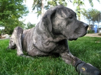 Three Legged Mastiff Tazzie Wears Ruff Wear Dog Boots for Traction